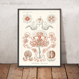 Qualle (Anthomedusae Blumenquallen) von Ernst Haeckel, 1904 