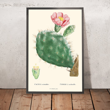 Cactus Cochenillifer Botanical Illustration by Pierre-Joseph Redouté, 1827