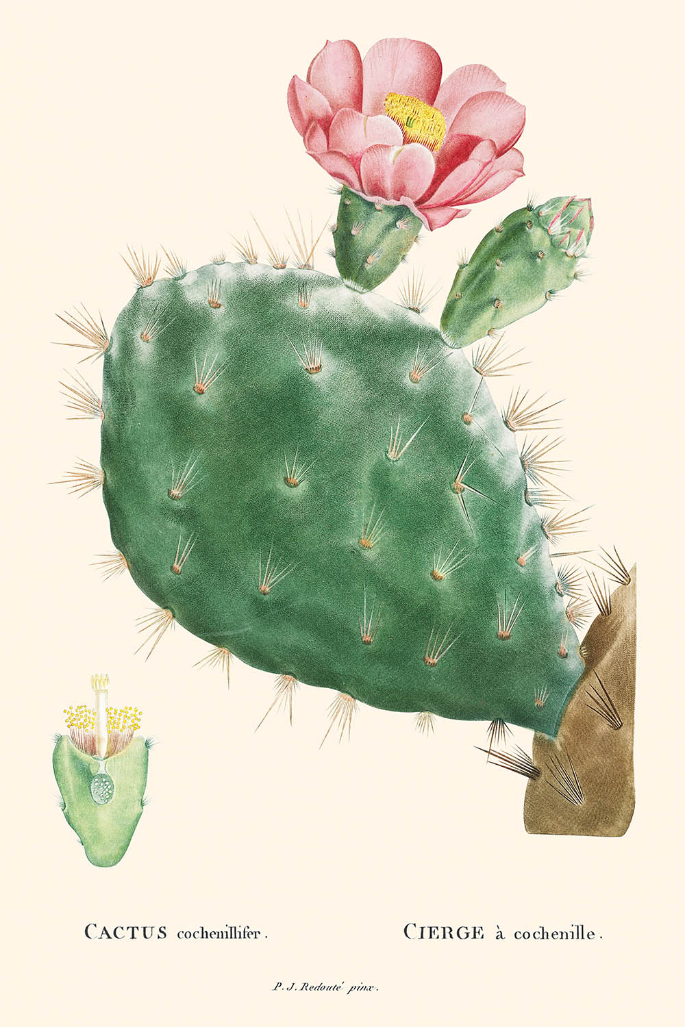 Cactus Cochenillifer Botanical Illustration by Pierre-Joseph Redouté, 1827