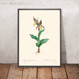 Cypripedium Calceolus (Damen-Schuh-Orchidee) von Pierre-Joseph Redouté, 1827 