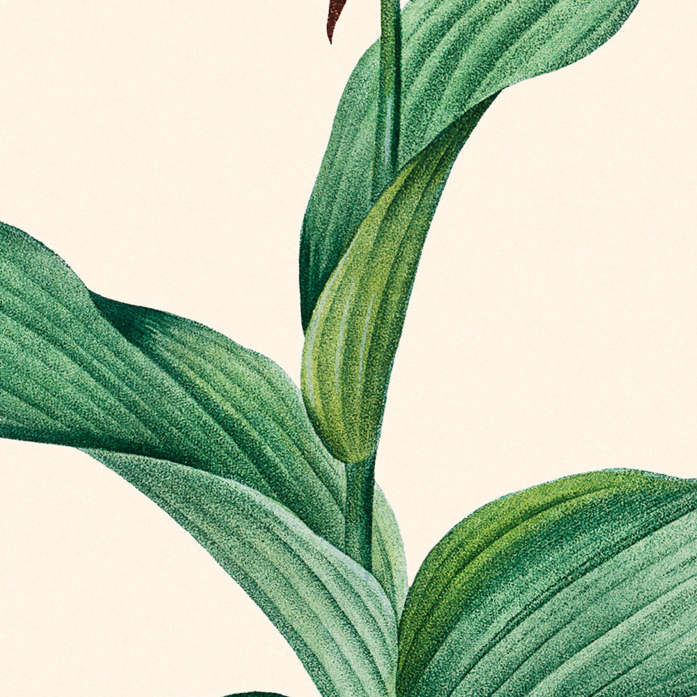 Cypripedium Calceolus (Orchidée sabot de Cypripède) de Pierre-Joseph Redouté, 1827