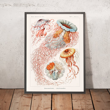 Regenschirm-Medusenqualle (Discomedusae Scheibenquallen) von Ernst Haeckel, 1904 