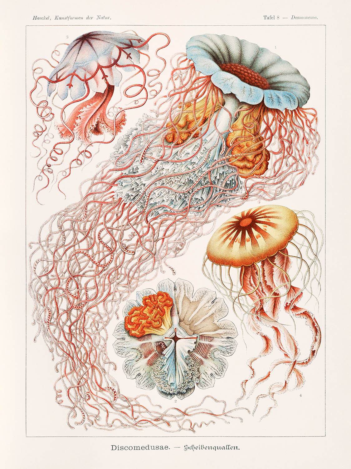 Regenschirm-Medusenqualle (Discomedusae Scheibenquallen) von Ernst Haeckel, 1904 
