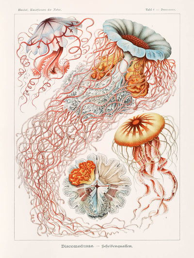Umbrella Medusa Jellyfish (Discomedusae Scheibenquallen) by Ernst Haeckel, 1904