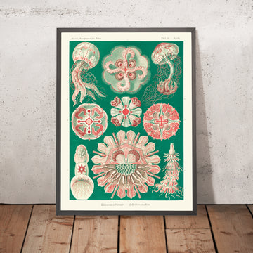 Bellissima medusa simmetrica (Discomedusae Schweibenquallen) di Ernst Haeckel, 1904 