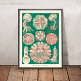Beautiful Symmetrical Jellyfish (Discomedusae Schweibenquallen) by Ernst Haeckel, 1904