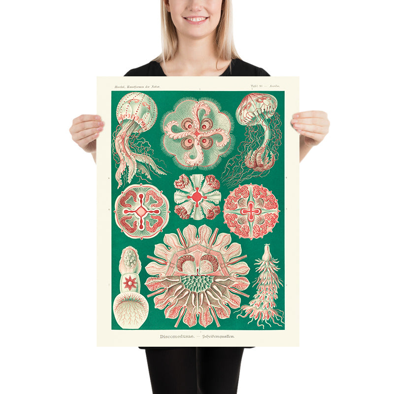 Bellissima medusa simmetrica (Discomedusae Schweibenquallen) di Ernst Haeckel, 1904 