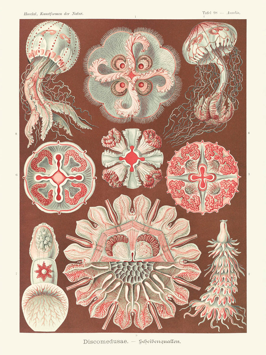 Bellissima medusa simmetrica (Discomedusae Schweibenquallen) di Ernst Haeckel, 1904 