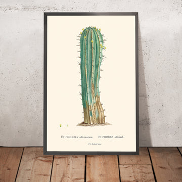 Euphorbia Officinarum Cactus Botanical Illustration by Pierre-Joseph Redouté, 1827