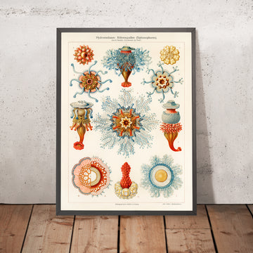 Röhrenquallen (Hydromedusen) von Ernst Haeckel, 1904 