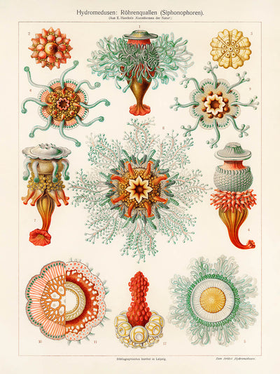 Tube Jellyfish (Hydromedusen Rohrenquallen) by Ernst Haeckel, 1904