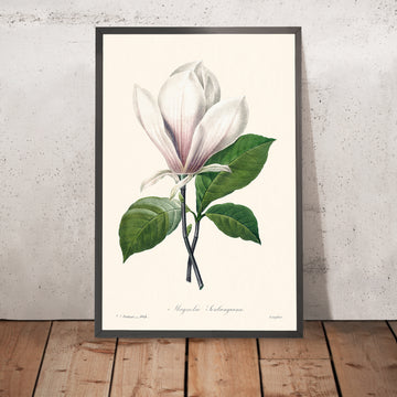Botanische Illustration von Magnolia Soulangiana von Pierre-Joseph Redouté, 1827 