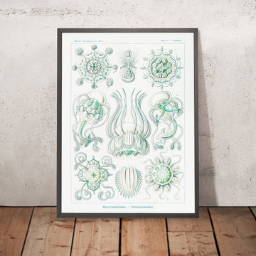 Kuppelförmige Quallen (Narcomedusae Spangenquallen) von Ernst Haeckel, 1904 