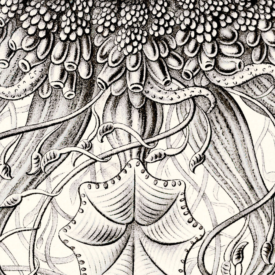 Molti Meduse Tentacolari (Siphonophorae Staatsquallen) di Ernst Haeckel, 1904 