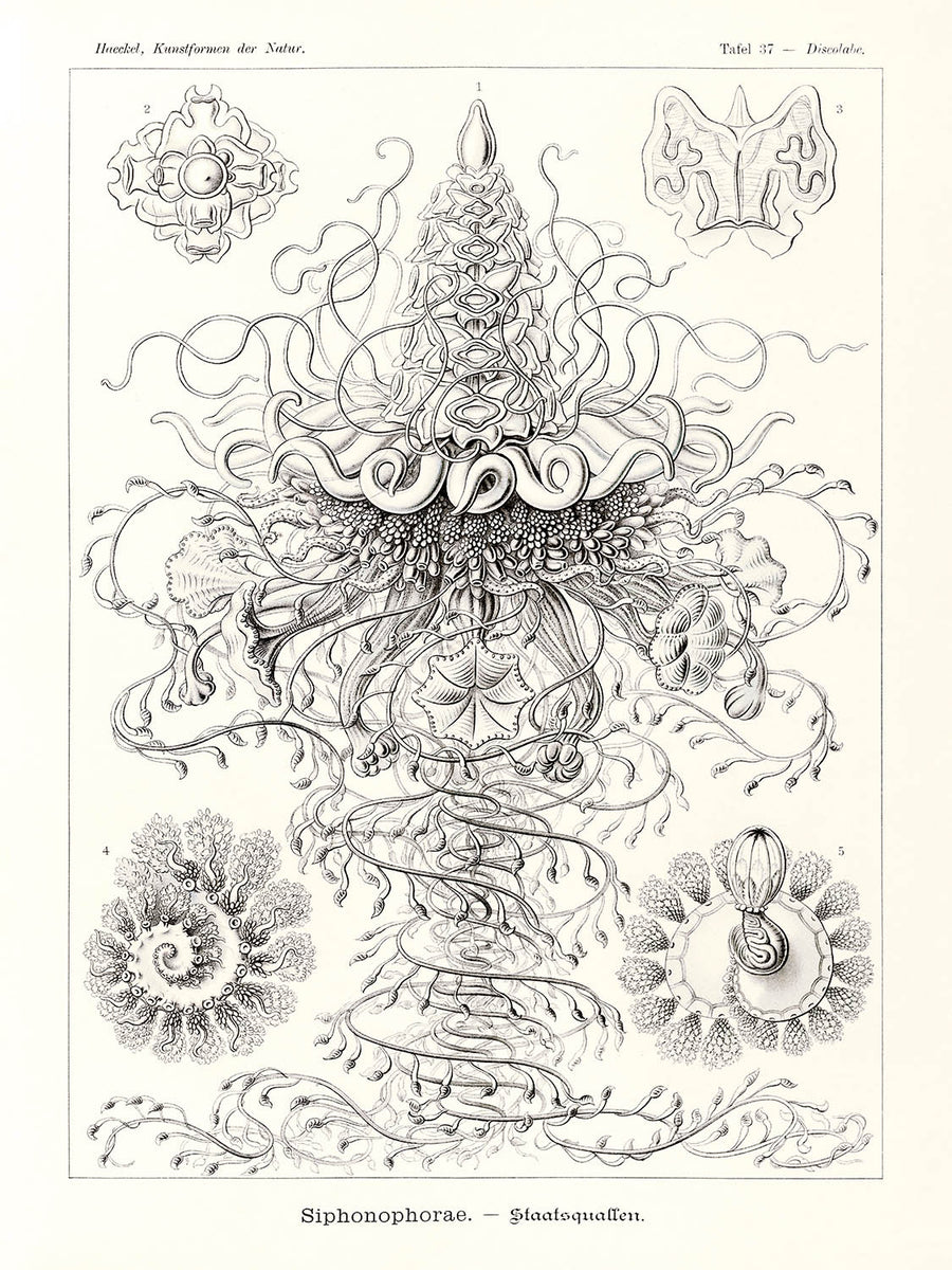 Molti Meduse Tentacolari (Siphonophorae Staatsquallen) di Ernst Haeckel, 1904 