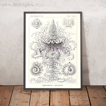 Molti Meduse Tentacolari (Siphonophorae Staatsquallen) di Ernst Haeckel, 1904 