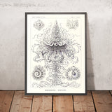 Muchas Medusas Tentaculadas (Siphonophorae Staatsquallen) de Ernst Haeckel, 1904 