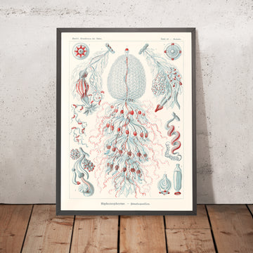 Zooide del polipo a tubo (Siphonophorae Staatsquallen) di Ernst Haeckel, 1904 