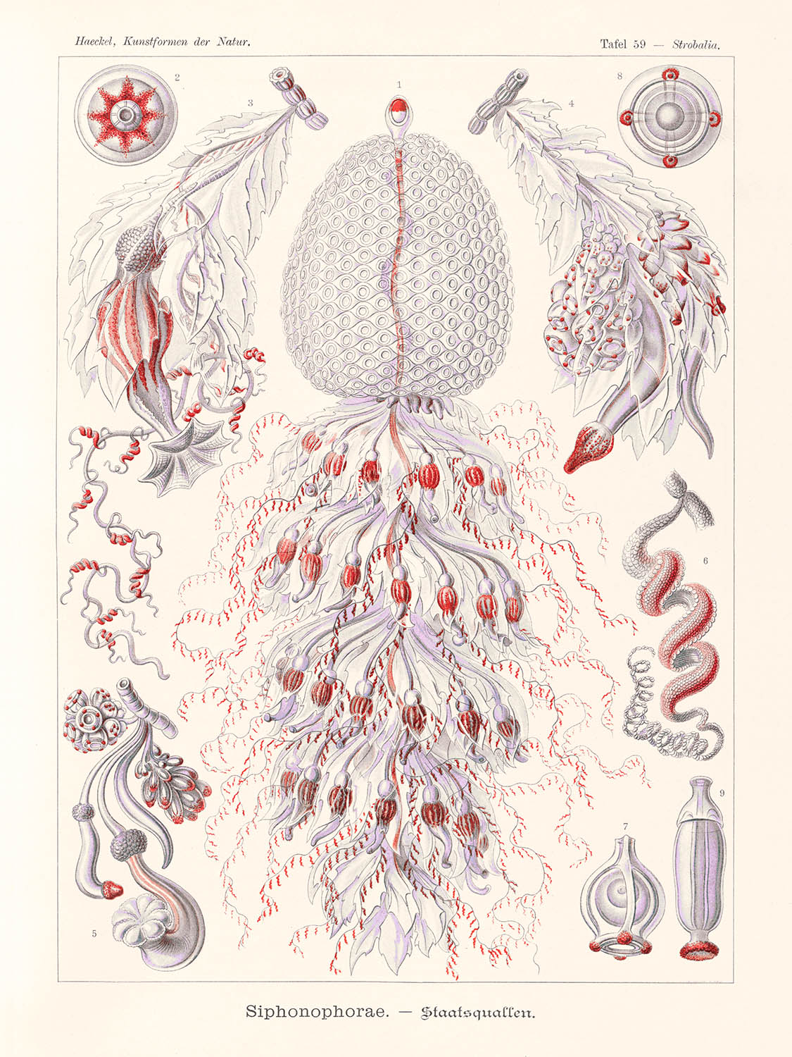 Tube Polyp Zooid (Siphonophorae Staatsquallen) by Ernst Haeckel, 1904