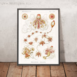 Lange Alienqualle (Siphonophorae Staatsquallen) von Ernst Haeckel, 1904 