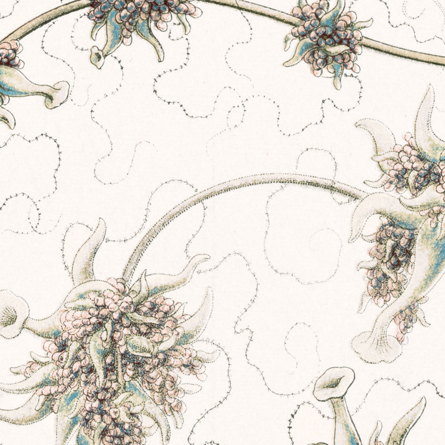 Medusa Alieno Lunga (Siphonophorae Staatsquallen) di Ernst Haeckel, 1904 