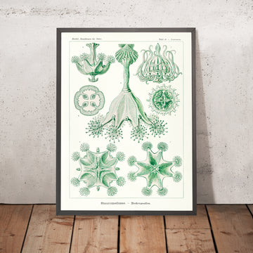 Sternförmige Qualle (Trachomedusae Kolbenquallen) von Ernst Haeckel, 1904 