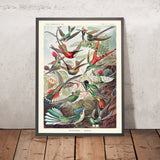 Hummingbirds (Trochilidae Kolibris) Illustration by Ernst Haeckel, 1904