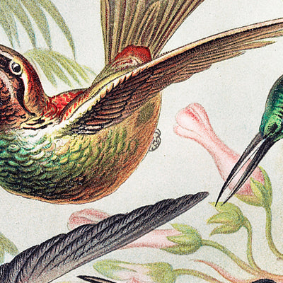 Hummingbirds (Trochilidae Kolibris) Illustration by Ernst Haeckel, 1904