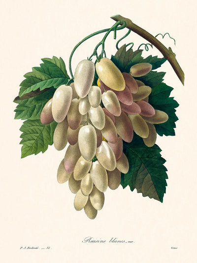 Weiße Traube von Pierre-Joseph Redouté, 1827