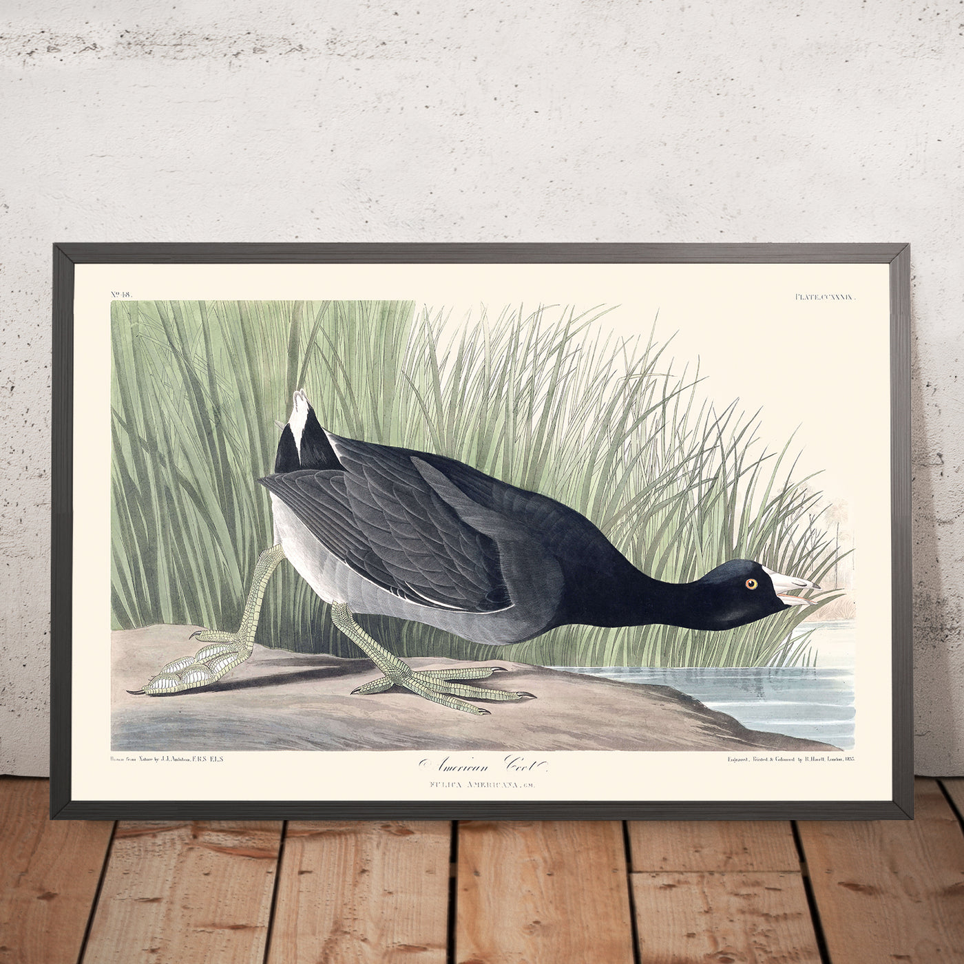 American Coot by John James Audubon, 1827