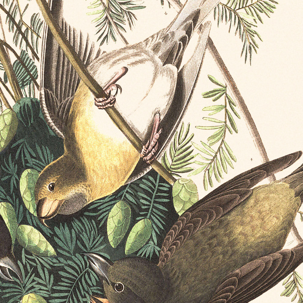 Piquituerto americano, de John James Audubon, 1827