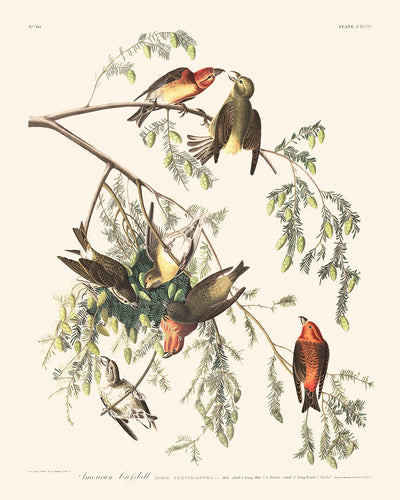 Bec-croisé d'Amérique par John James Audubon, 1827