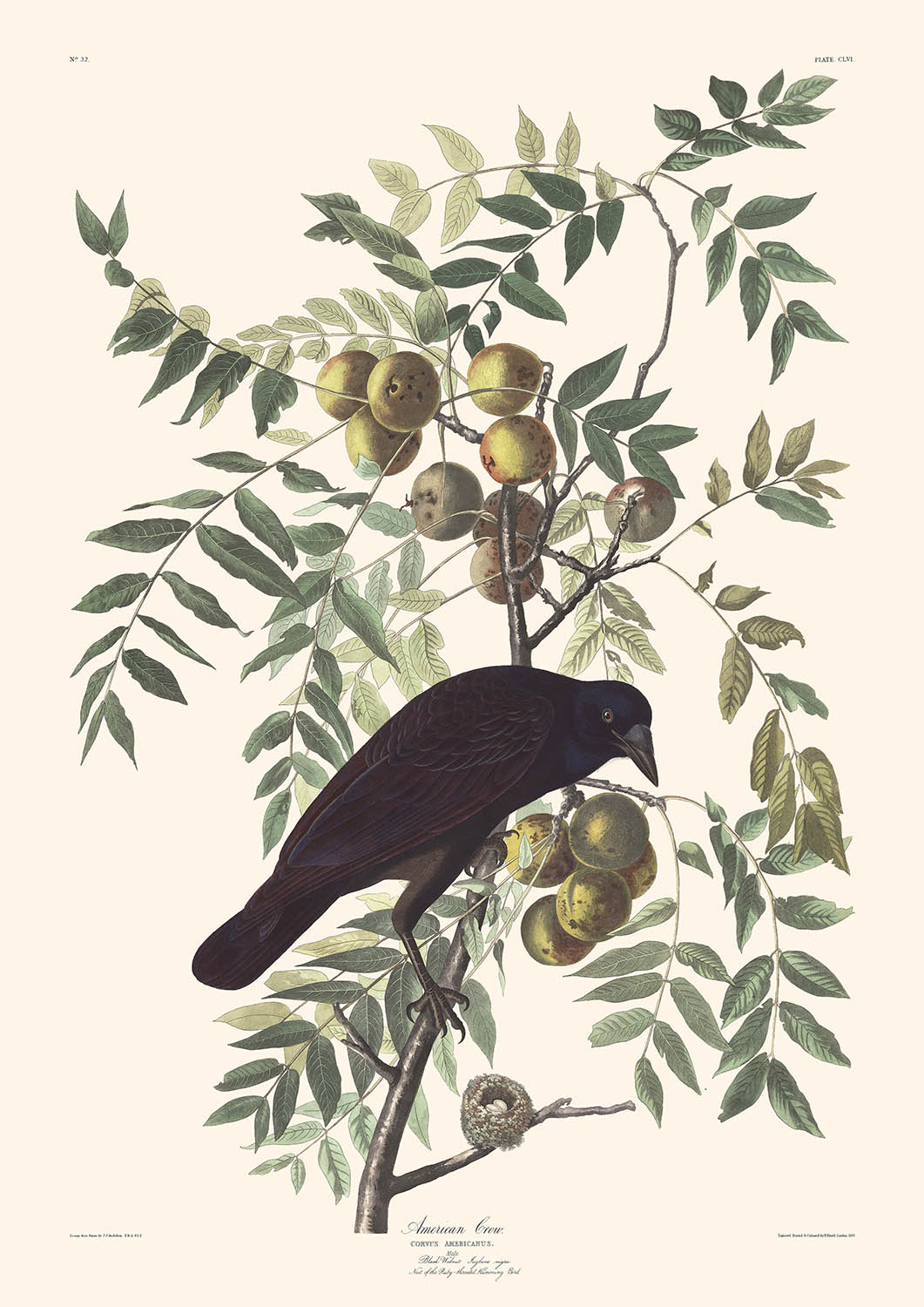 American Crow by John James Audubon, 1827