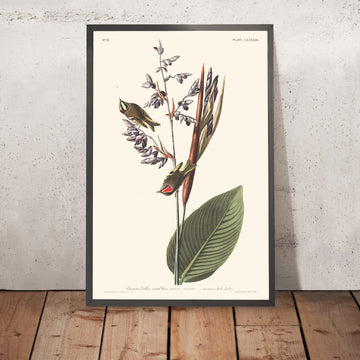 Cincia dorata americana di John James Audubon, 1827 