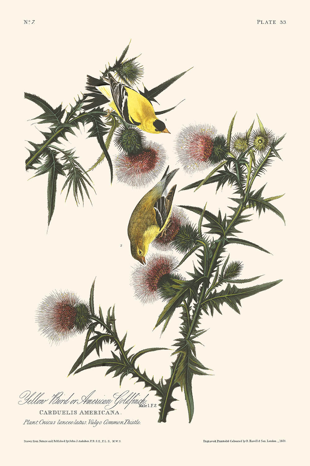 Jilguero americano, de John James Audubon, 1827