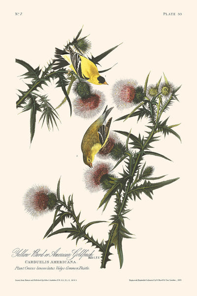 American Goldfinch by John James Audubon, 1827