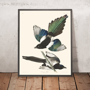 Magpie Americano di John James Audubon, 1827 