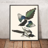 Amerikanischer Elster von John James Audubon, 1827 