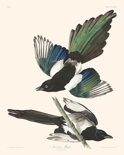 Pie d'Amérique par John James Audubon, 1827