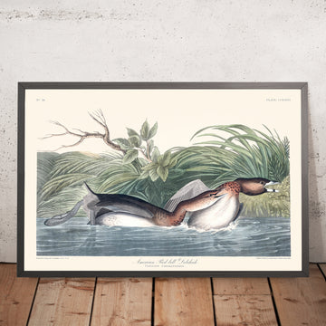 Amerikanischer Pied-billed von John James Audubon, 1827 