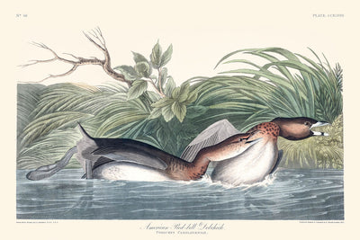 Amerikanischer Schwarzkopfente von John James Audubon, 1827