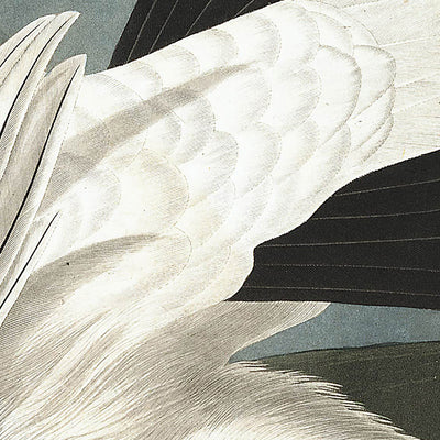 Perdiz nival americana y urogallo de cola blanca, de John James Audubon, 1827