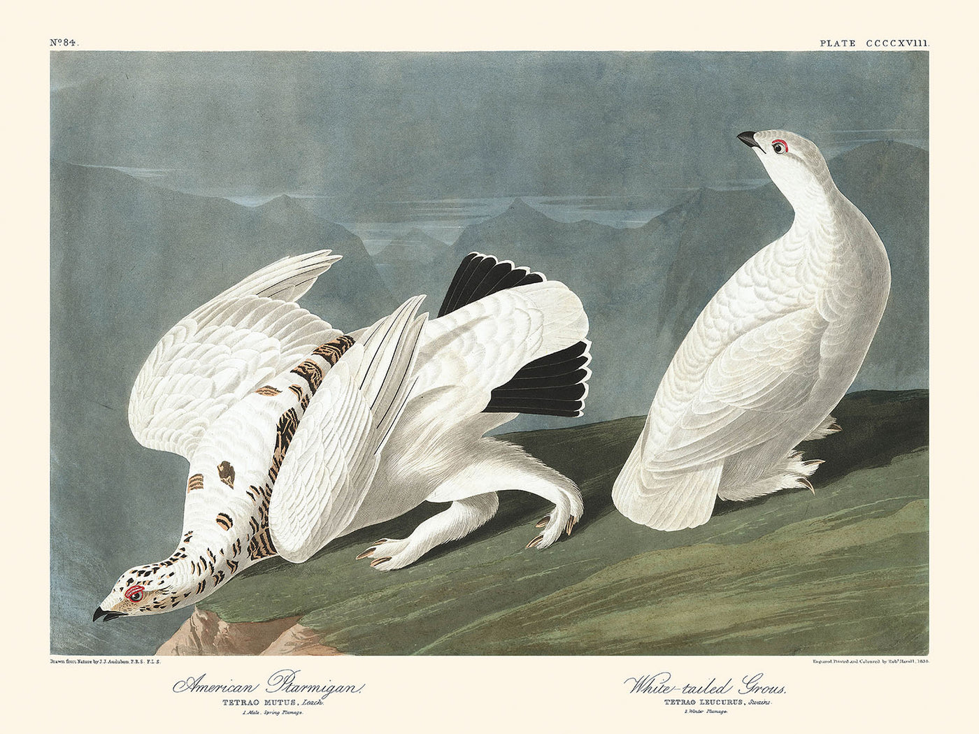 Amerikanisches Alpenschneehuhn und Weißschwanzhuhn von John James Audubon, 1827