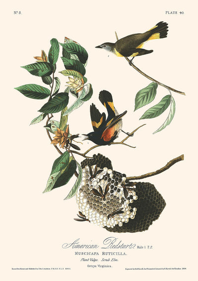 American Redstart by John James Audubon, 1827