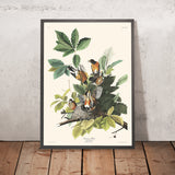 Amerikanischer Rotkehlchen von John James Audubon, 1827 