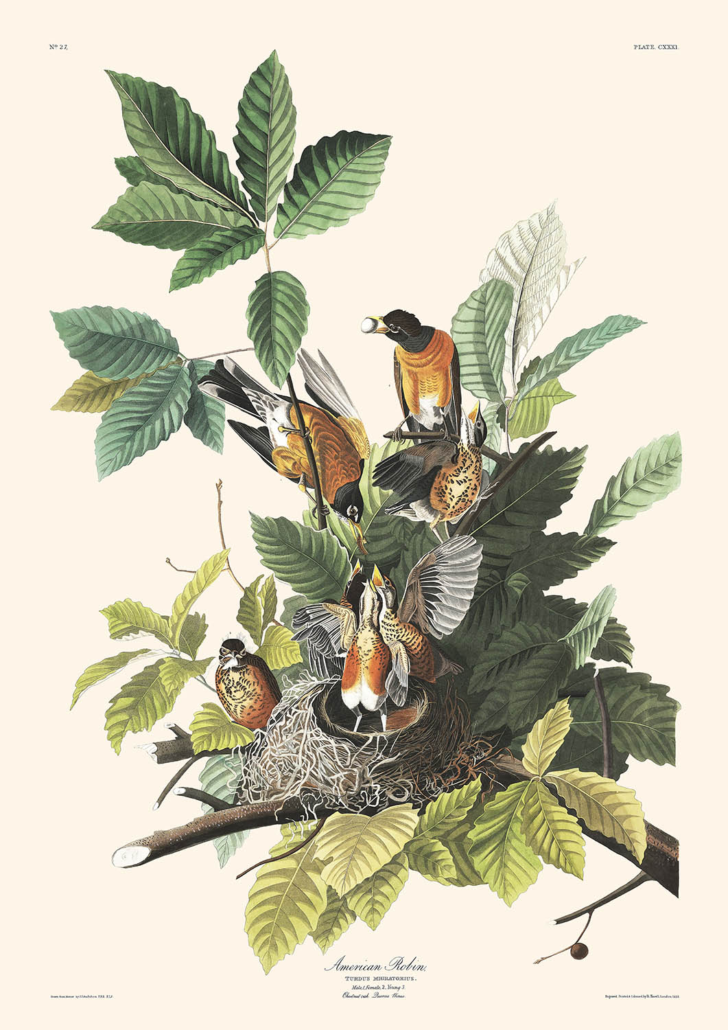 Amerikanischer Rotkehlchen von John James Audubon, 1827