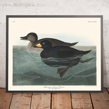 Anatra Scoter Americana di John James Audubon, 1827 