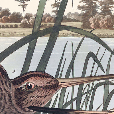 Agachadiza americana, de John James Audubon, 1827