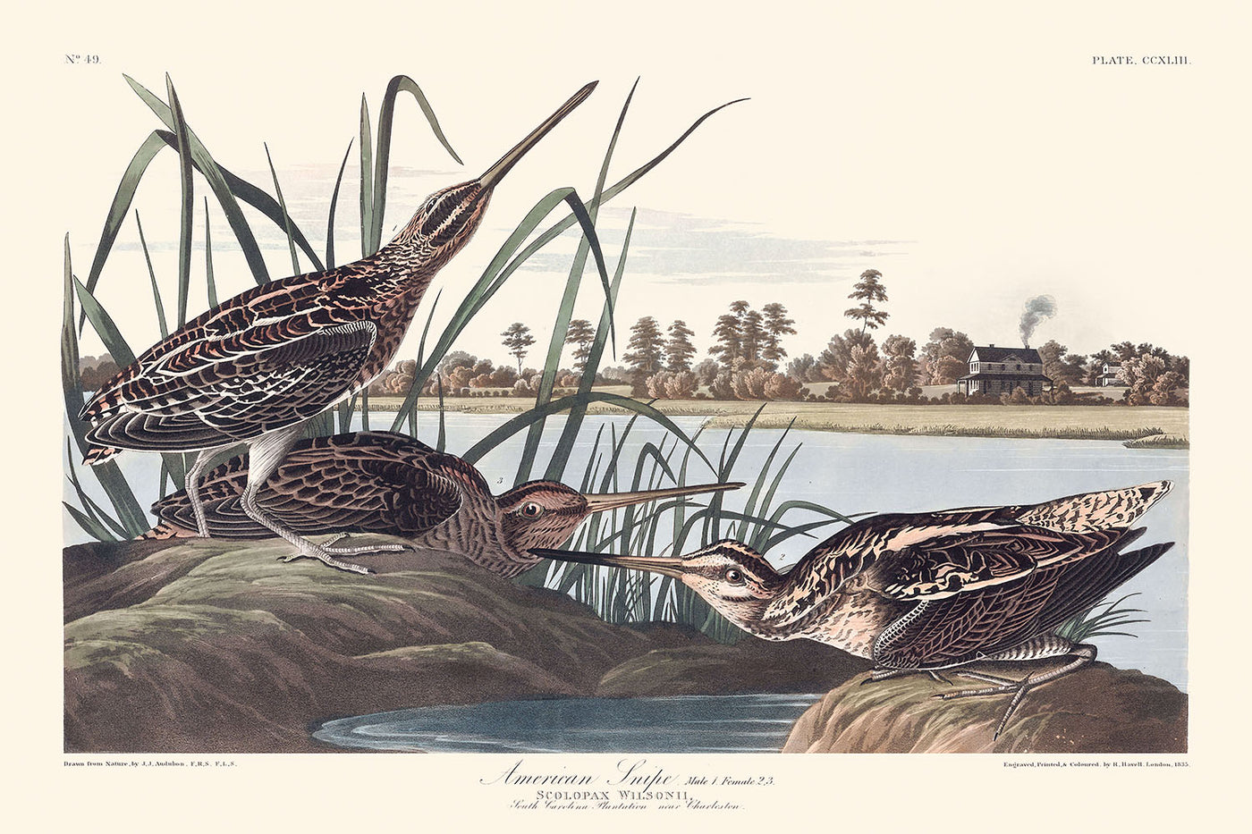 Amerikanische Bekassine von John James Audubon, 1827