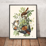 Amerikanischer Spornhawk von John James Audubon, 1827 